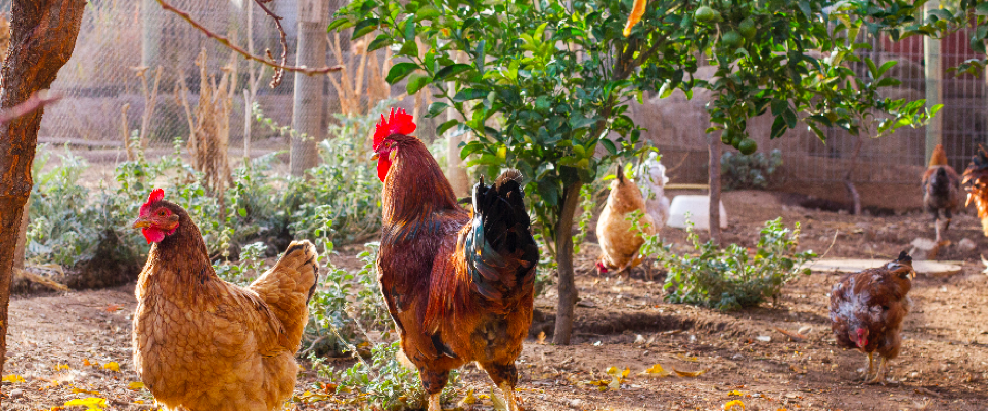 Captura de pantalla 2020-10-27 a las 14.28.08